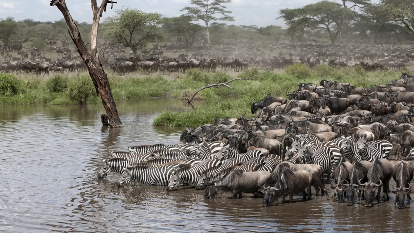 Serengeti