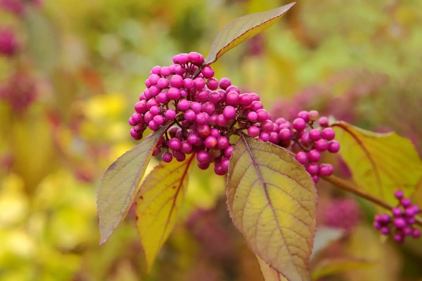 Krásnoplodka Bodinierova (Callicarpa bodinieri) je atraktivní hlavně na podzim.
