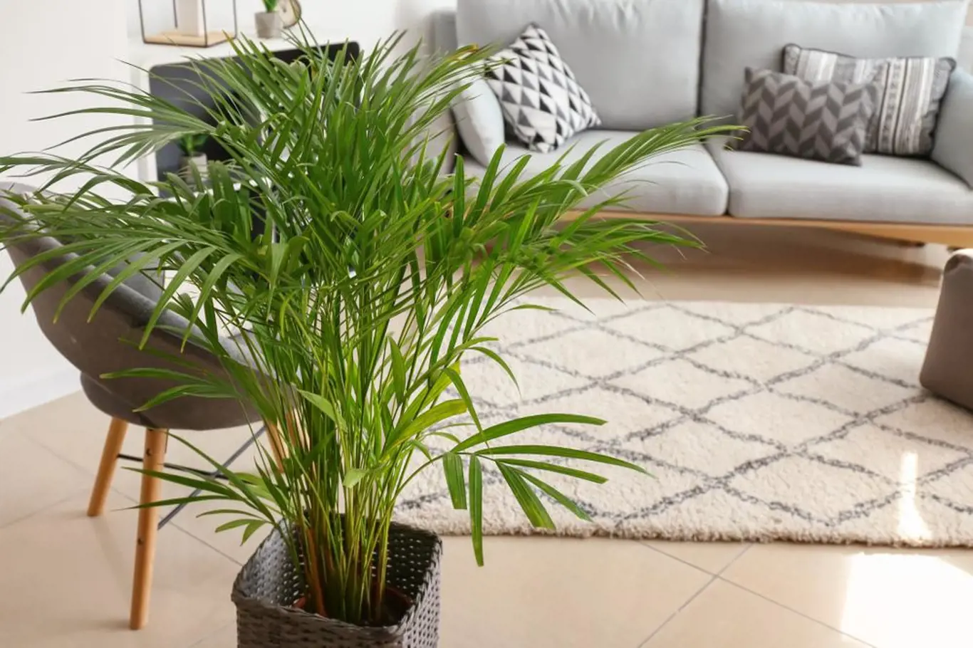 Palma Areca