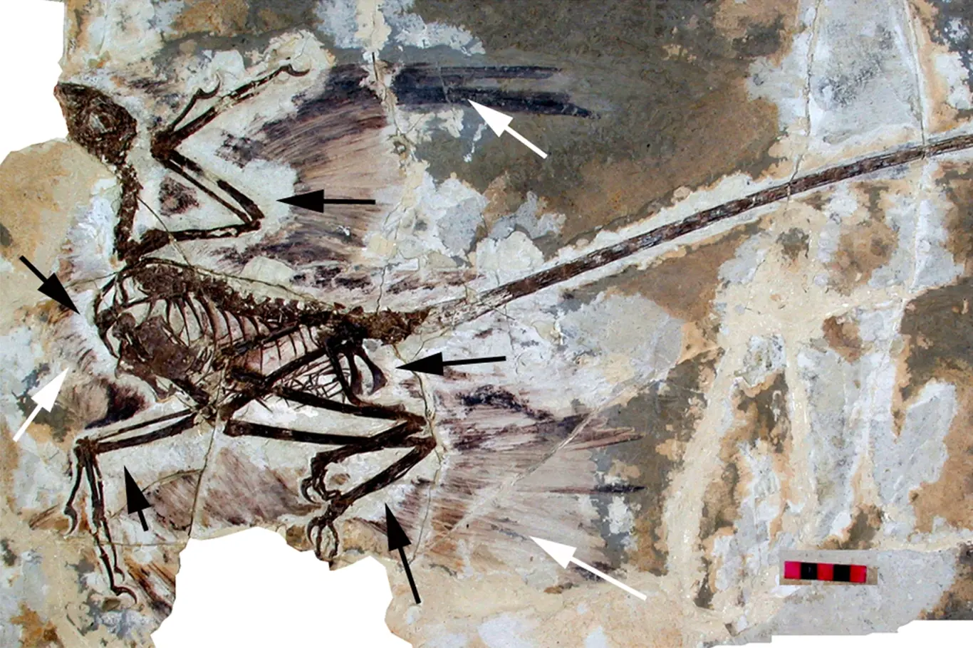 Holotyp Microraptor gui, IVPP V 13352 za normálního světla. Na snímku je vidět zachovalé peří (bílá šipka) a "svatozář" kolem exempláře, kde zřejmě chybí (černé šipky). Měřítko 5 cm.