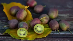 Aktinidie význačná (Actinidia arguta) - některé kultivary mají plody s purpurově červenou slupkou. Aktinidie význačná (Actinidia arguta) - některé kultivary mají plody s purpurově červenou slupkou.