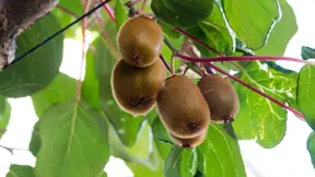 Rostliny kiwi nejsou obvykle napadány žádnými škůdci ani chorobami. Rostliny kiwi nejsou obvykle napadány žádnými škůdci ani chorobami.