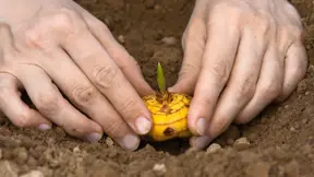 Při výsadbě narašených hlíz gladiol je potřeba zvýšená opatrnost. Při výsadbě narašených hlíz gladiol je potřeba zvýšená opatrnost.