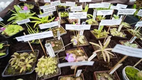 Expozice mexických tučnic (Pinguicula). Expozice mexických tučnic (Pinguicula).