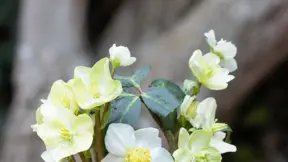 Čemeřice černá (Helleborus niger) se prodává v zimním období nakvetlá. Čemeřice černá (Helleborus niger) se prodává v zimním období nakvetlá.