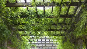 Pergola je oporou pro popínavé rostliny Pergola je oporou pro popínavé rostliny