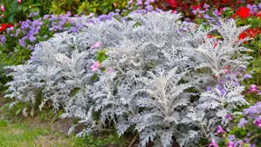 starček (Senecio cineraria) je krásný na pohled a hebký na dotek starček (Senecio cineraria) je krásný na pohled a hebký na dotek