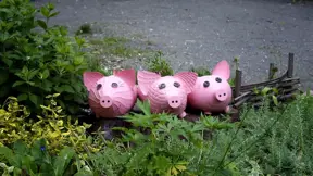 Prasátka z plastových lahví Prasátka z plastových lahví
