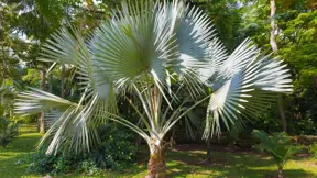 otužilá palma Trachycarpus fortunei otužilá palma Trachycarpus fortunei