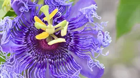 Mučenka modrá (Passiflora caerulea) Mučenka modrá (Passiflora caerulea)