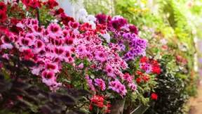 Pelargonie jsou odolné, otužování jim ale posílí kondici. Pelargonie jsou odolné, otužování jim ale posílí kondici.