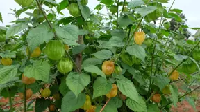 mochyně perunánská (Physalis peruviaana) mochyně perunánská (Physalis peruviaana)
