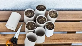 Dokonalá recyklace: sadbovače z roliček toaletního papíru. Dokonalá recyklace: sadbovače z roliček toaletního papíru.
