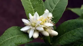 Cedráty mají květy velké asi 4 cm, silně vonící. Cedráty mají květy velké asi 4 cm, silně vonící.