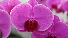 Květy orchidejí jsou podmanivě krásné. Květy orchidejí jsou podmanivě krásné.
