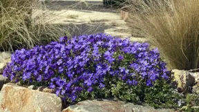 tařička zahradní (Aubrieta hybrida) tařička zahradní (Aubrieta hybrida)