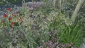 Nectaroscordum siculum ve smíšené výsadbě Nectaroscordum siculum ve smíšené výsadbě