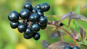 Ptačí zob obecný (Ligustrum vulgare) Ptačí zob obecný (Ligustrum vulgare)