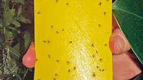 žluté lapací desky žluté lapací desky