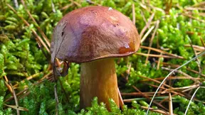 Houby můžete nechat dorůst do ideální velikosti Houby můžete nechat dorůst do ideální velikosti