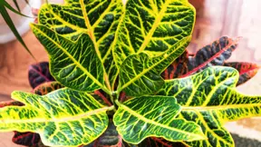 Kroton (Codiaeum variegatum) Kroton (Codiaeum variegatum)