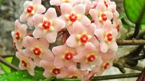 Voskovka masitá (Hoya carnosa) Voskovka masitá (Hoya carnosa)