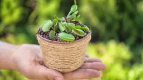 Mucholapka podivná (Dionaea muscipula). Mucholapka podivná (Dionaea muscipula).