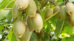 Kiwi má mnoho odlišných druhů. Kiwi má mnoho odlišných druhů.