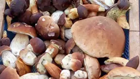 Krásná zdravé houby z Broumovska Krásná zdravé houby z Broumovska