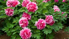 pivoňka křovitá, Paeonia suffruticosa, odrůda s plnými květy pivoňka křovitá, Paeonia suffruticosa, odrůda s plnými květy