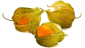 Mochyně peruánská Mochyně peruánská