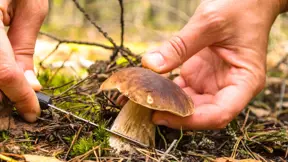 Někdo uřezává třeň u země, jiní nohu pečlivě čistí Někdo uřezává třeň u země, jiní nohu pečlivě čistí