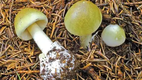 muchomůrka zelená (Amanita phalloides) muchomůrka zelená (Amanita phalloides)