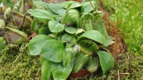 Masožravá láčkovice Cephalotus follicularis Masožravá láčkovice Cephalotus follicularis