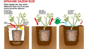 Výsadba růže krok za krokem Výsadba růže krok za krokem