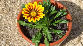 Gazánie zářivá (Gazania splendens) Yellow flame Gazánie zářivá (Gazania splendens) Yellow flame