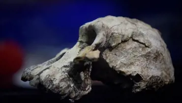 Lebka samce druhu Australopithecus anamensis