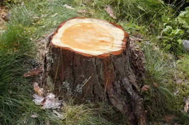 Takto nařežte pařez a zapalte. Skvělý trik, jak se ho téměř bez práce zbavit