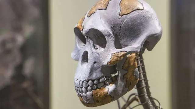 Nebyla ani člověk, ani šimpanz. Ardi komplikuje evoluci. Pro vědce je záhadou