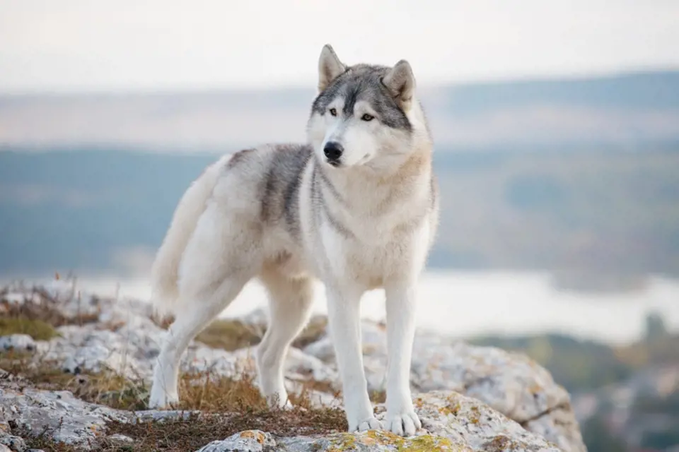 Hasky