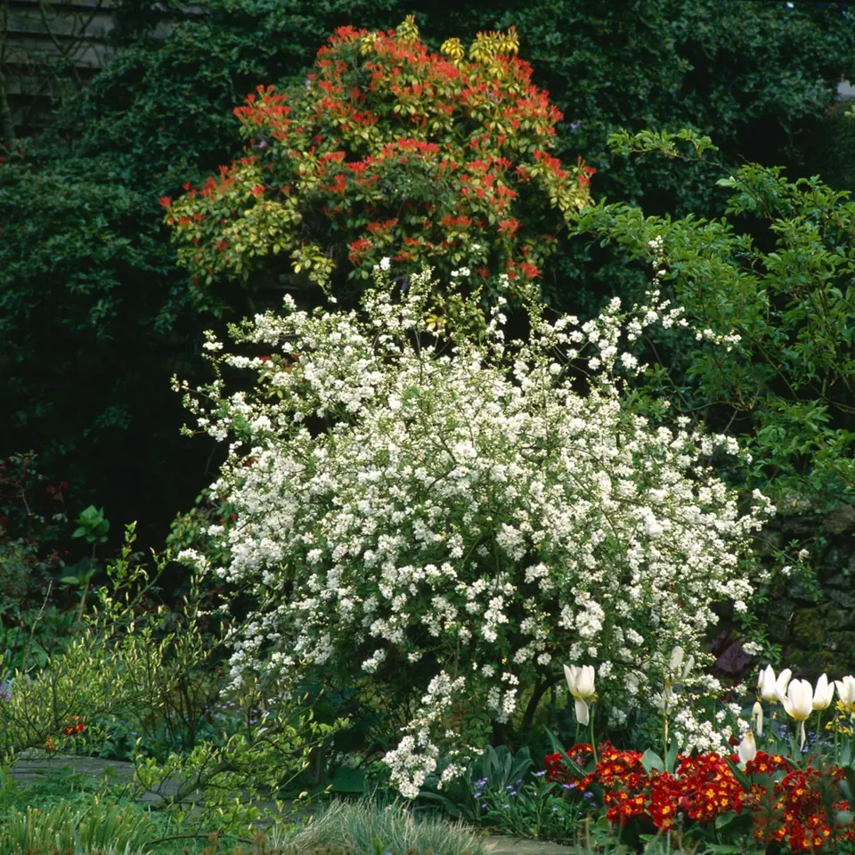 Bohatě bíle kvetoucí hroznovec (Exochorda).